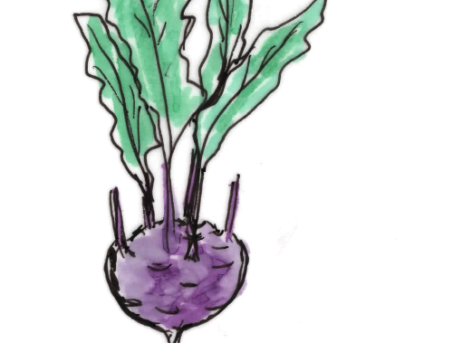 Kohlrabi